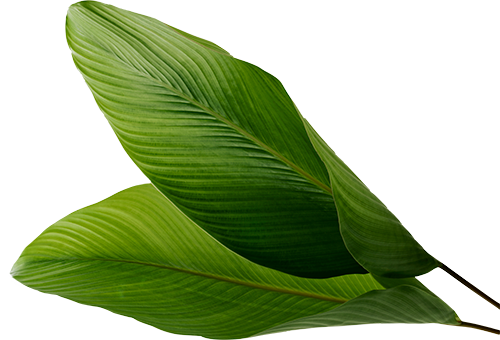 Aurelia 12 | FISO Desarrollos